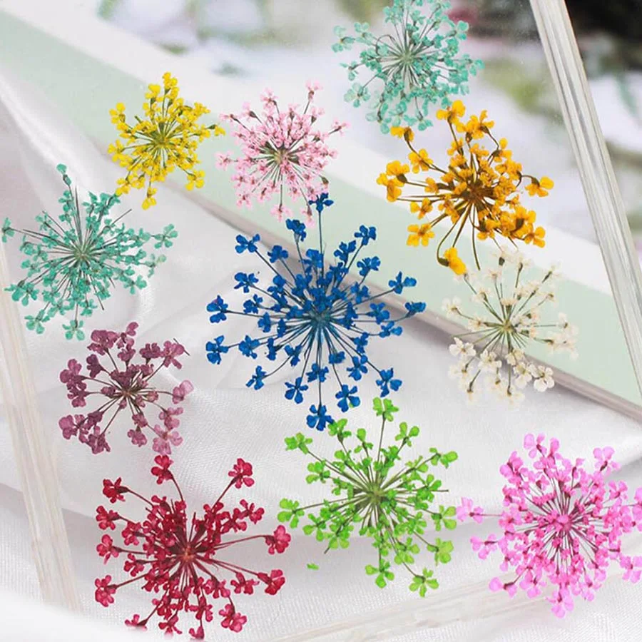 Body Jewelry Display Case - 60pcs 말린 20-25mm Ammi Majus 꽃