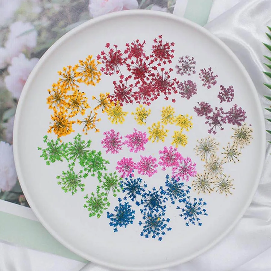 60pcs 말린 20-25mm Ammi Majus 꽃  - Body Jewelry Display Case 리뷰 및 가격
