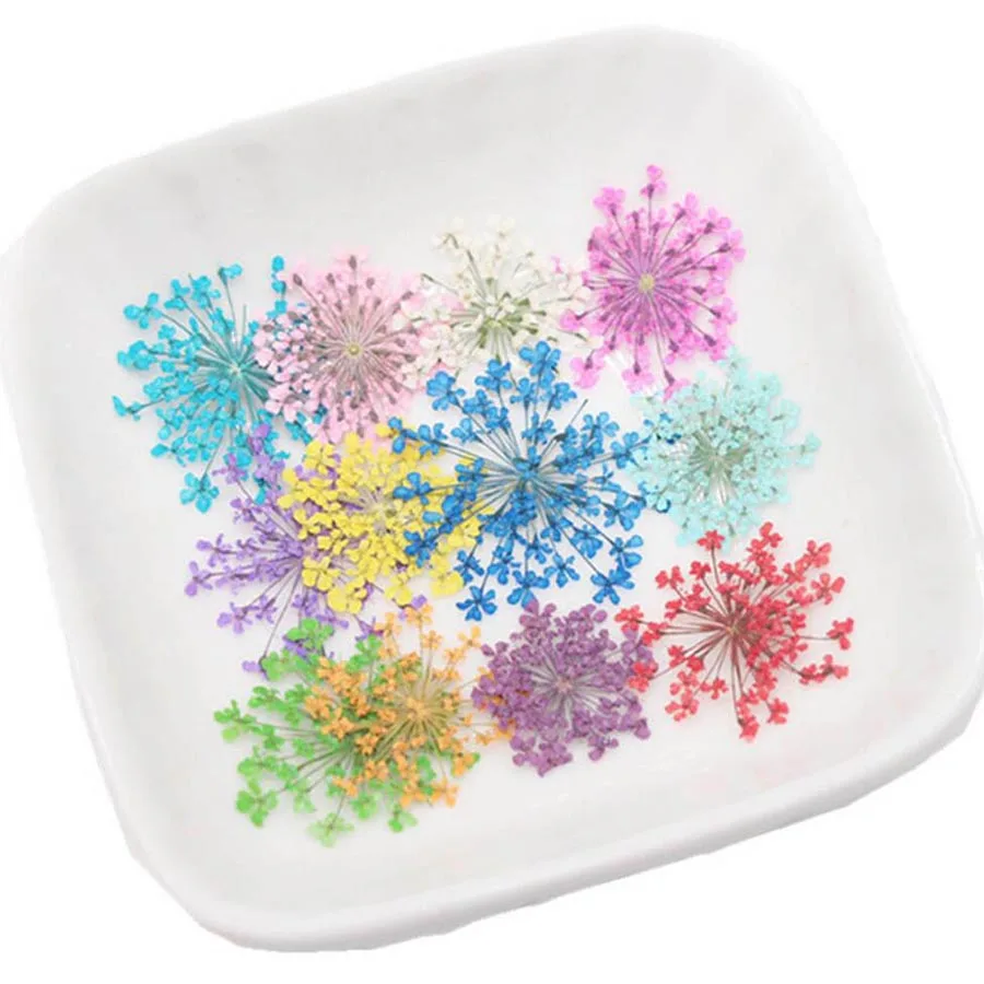 60pcs 말린 20-25mm Ammi Majus 꽃  - Body Jewelry Display Case 리뷰 및 가격