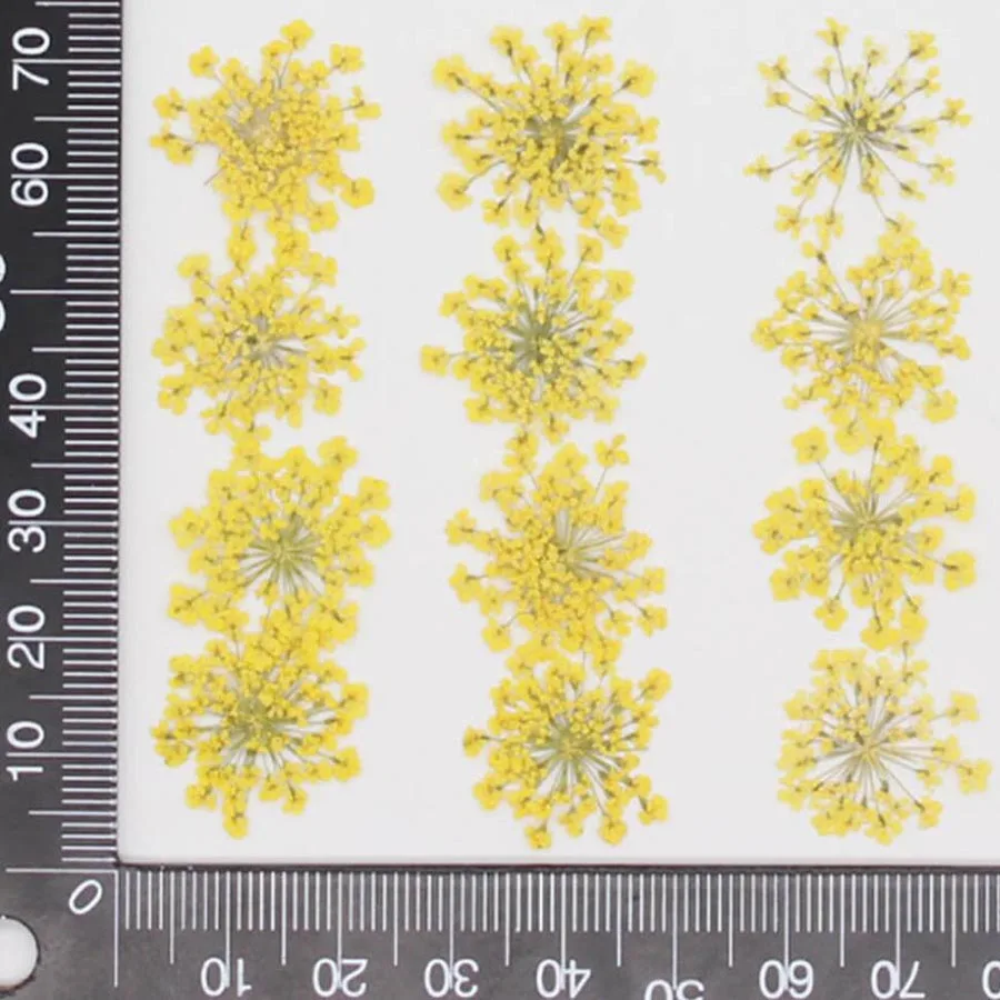 60pcs 말린 20-25mm Ammi Majus 꽃  - Body Jewelry Display Case 리뷰 및 가격